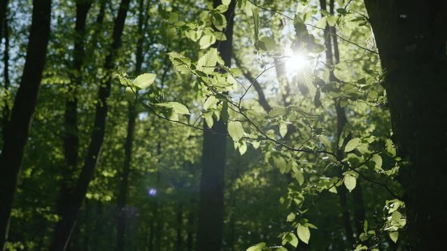 Sun through leaves. Warm evening light shining through foliage