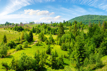 forest on the slopes of pikui mountain, ukraine. wonderful nature scenery of carpathian mountain range in summer on a sunny day