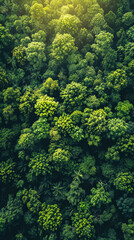 Aerial view of dense, lush green forest in brilliant sunlight