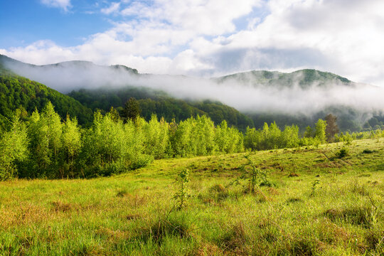 mountainous landscape with green meadow on a foggy morning. countryside scenery with forested hills in clouds. summy weather in spring