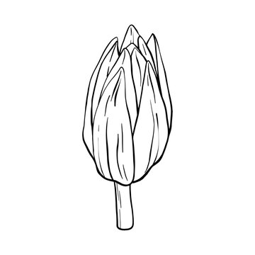 recommend clip art: Lotus bud silhouette. Waterlily Black outline vector illustration painted by black inks. Hand drawn Etched Line pattern with blooming for decor, wallpaper, poster, banner, card