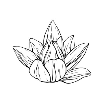 recommend clip art: Lotus Flowers with leaves Sketch. Black outline vector illustration painted by black inks. Hand drawn Etched Line pattern with blooming waterlily for decor, wallpaper, poster, banner, card