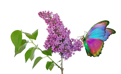 colorful morpho butterfly on purple lilac flower in water drops isolated on white - 795010760
