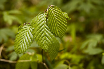 Olsztyński las miejski