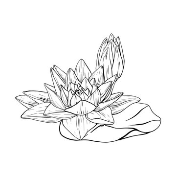 recommend clip art: Buds Lotus and leaves in line art style. Black outline vector Illustration tropical Water Lily and Leaves. Hand Drawn Sketch Flowers for invitations, print and design