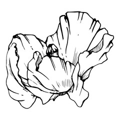 Vector set of elements with hand drawn peony poppy flowers. Isolated on white background. Botanical graphic illustration. Design for invitations, wedding, love or greeting cards, paper, print, textile