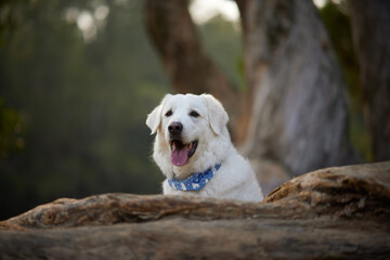 Obraz premium Dog in nature
