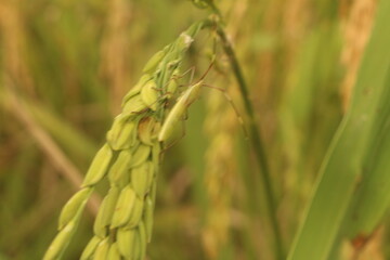 Rice is ready to harvest. garden. rice turns yellow. Farmer checking. Ripe rice fields and sky landscape on farm and wilderness