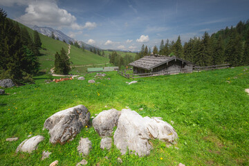 Alpine meadow with cows and rustic houses in Berchtesgaden National Park