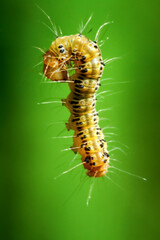 A close-up of a colorful Tussock moth larvae showcasing its intricate patterns and hairy texture. Captured in the wild, exhibiting natural beauty, Wulai District, New Taipei City.