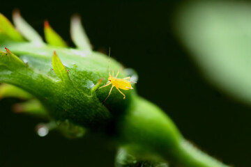 A bright yellow Katydid Nymph stands out against the lush green backdrop, showcasing nature's beauty. Wulai District, New Taipei City.