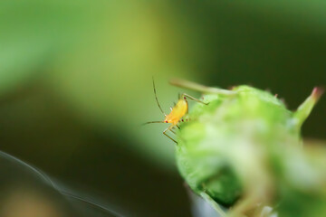 A bright yellow Katydid Nymph stands out against the lush green backdrop, showcasing nature's beauty. Wulai District, New Taipei City.