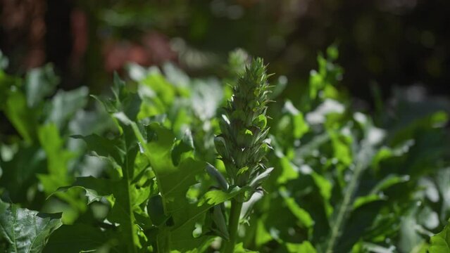 Close-up of a budding acanthus plant with lush green foliage in a garden setting.