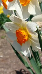 Obraz premium orange flower in the garden