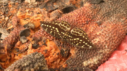 The butterfly is feeding and looking for a mate