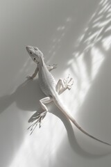 Lizard basking in the sun, its body outlined by the soft glow of natural light. The image, with its clean lines and minimalistic background