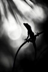 Lizard basking in the sun, its body outlined by the soft glow of natural light. The image, with its clean lines and minimalistic background