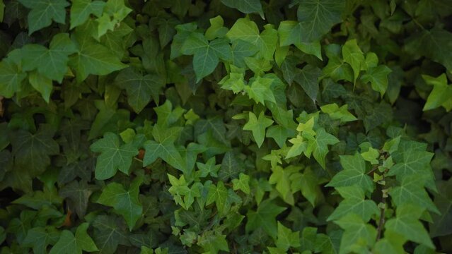 Lush green ivy wall texture, hedera helix, with detailed leaf patterns