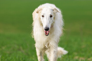 A white Russian greyhound runs across a field with green grass while walking outside the city.