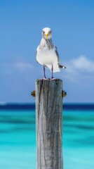 A photo of a full-bodied seagull perched on top of an old wooden post, against a blue ocean background.