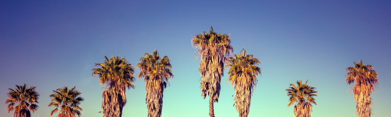 A row of tropical palm trees against the sunset sky. Silhouette of tall palm trees. Tropical...