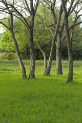 a couple of trees in the grass in a forest clearing