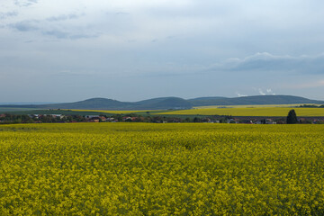 canola fields photographed during a cloudy day