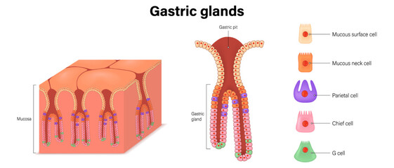 Gastric Glands vector. Structure of the stomach. Cells of digestive epithelium.