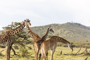 group of giraffe on safari in the Masai Mara in Kenya