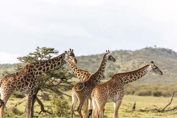 group of four giraffe looking for food on safari in the Masai Mara in Kenya