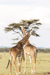 two giraffes eating acacia on safari in the Masai Mara in Kenya