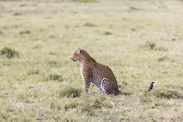 leopard sitting in the grass on safari in the Masai Mara in Kenya