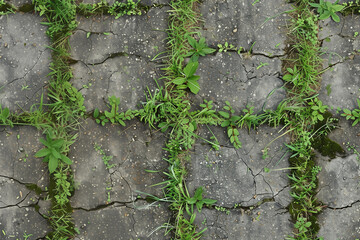 Close up weeds green grass lawn concrete cracked floor stone rock stepping stones path background mockup rustic garden campaign copy space outdoor  day neglected yard backyard texture land gardening