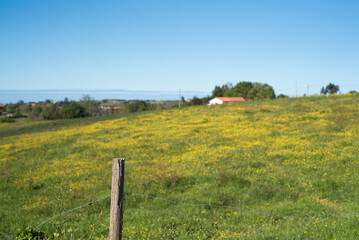 Casa de campo en pradera llena de flores amarillas
