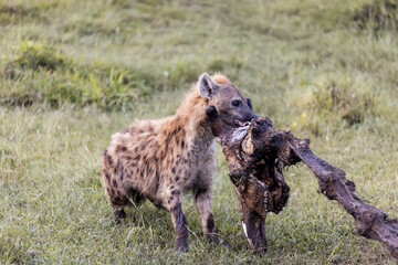 spotted hyena eating a giraffe carcass on safari in the Masai Mara in Kenya