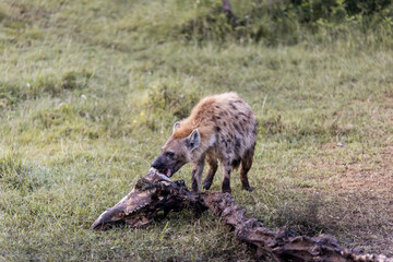 spotted hyena eating a giraffe carcass on safari in the Masai Mara in Kenya