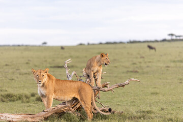 lioness and cub playing on a tree branch in the savanah in the masai mara, kenya