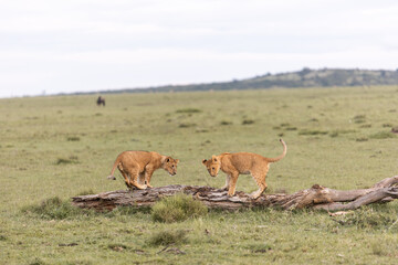 lion cubs playing on a tree branch in the masai mara, kenya