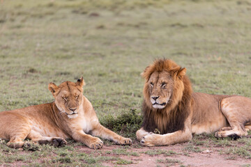 lion and lioness laying on the ground on safari in the Masai Mara in Kenya