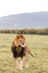 male lion in the grass on safari in the Masai Mara in Kenya