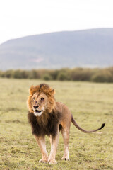 lion in the grass on safari in the Masai Mara in Kenya