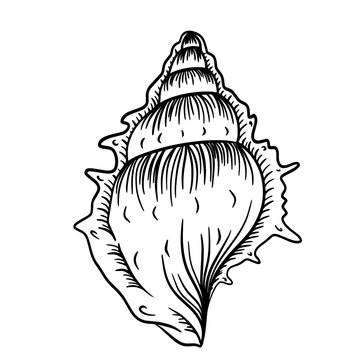 Coquillage escargot style noir et blanc