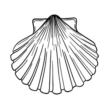 Coquillage style noir et blanc