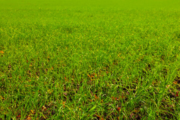 closeup green wheat  field  at the spring day