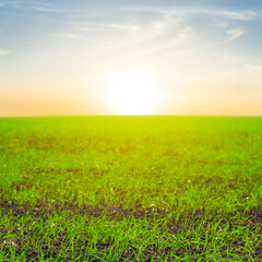 Fototapeta na wymiar green rural field at the sunset, spring agricultural scene