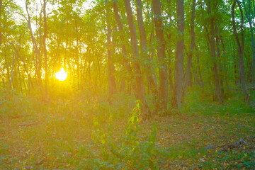green forest glade in light of evening sun