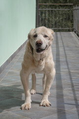 Senior Labrador retriever dog 14 years old in terrace of his house - 795032178