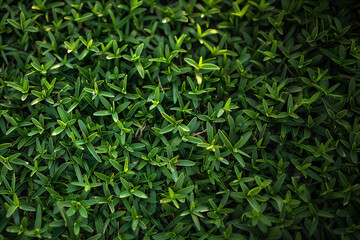 Fototapeta premium Flat lay macro of freshly cut mowed lush green grass lawn care service for landscape turf mowing backyard business campaign texture background outdoor daylight yard land field garden park above view