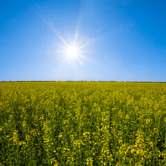 yellow rape field under a sparkle sun, spring rural landscape