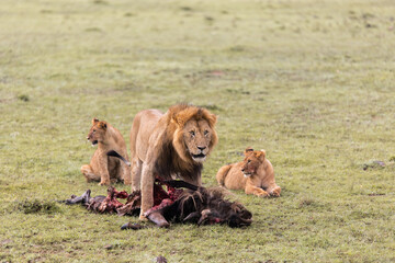 lion protecting his kill for his cubs on safari in the Masai Mara in Kenya